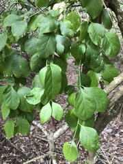 Citharexylum berlandieri