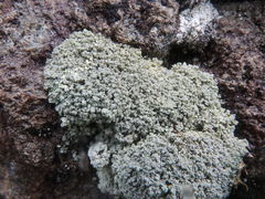 Stereocaulon sterile