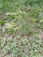 Hordeum jubatum