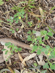 Medicago truncatula