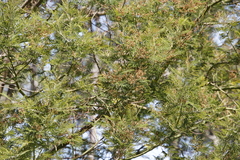 Dasineura rubiformis