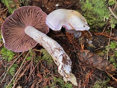 Cortinarius putorius