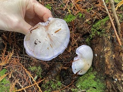 Cortinarius putorius