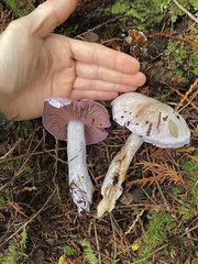Cortinarius putorius