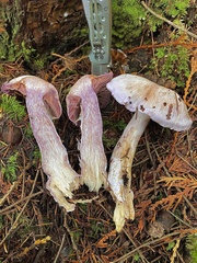 Cortinarius putorius