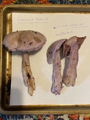 Cortinarius putorius