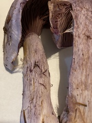 Cortinarius putorius