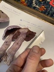 Cortinarius putorius