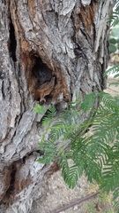 Prosopis glandulosa