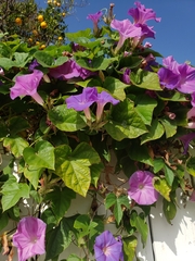 Ipomoea