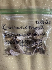 Cortinarius putorius