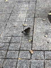 Passer domesticus