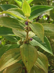 Miconia rubra