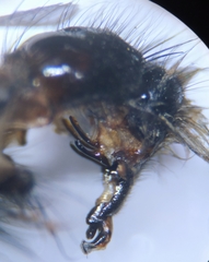 Sarcophaga variegata