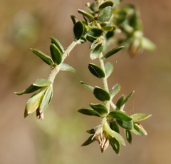 Gnidia sericea