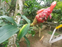 Costus spiralis