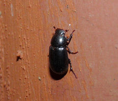 Stenotothorax badipes