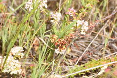 Polistes dorsalis californicus