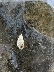 Odostomia nota