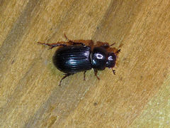 Stenotothorax badipes