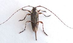 Trichocanonura linearis