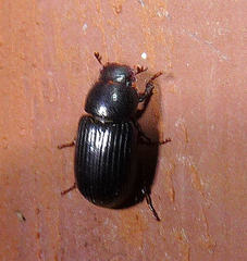 Stenotothorax badipes