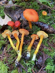 Hygrocybe marchii
