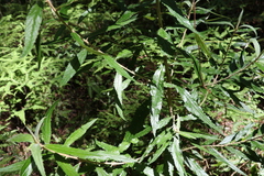Olearia heterocarpa