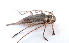 Trichocanonura linearis