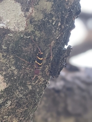 Neoclytus acuminatus