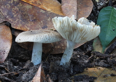 Russula myrmecobroma