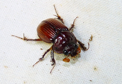 Eucanthus lazarus