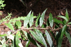 Olearia heterocarpa