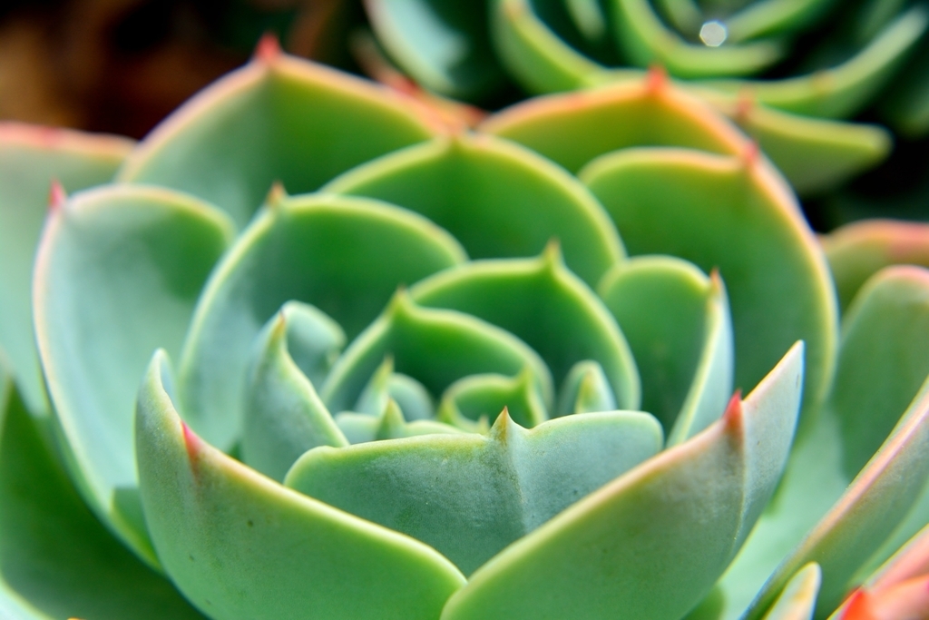 blue rose echeveria