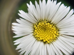 Oritrophium peruvianum