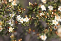 Phebalium tuberculosum