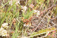 Polistes dorsalis californicus