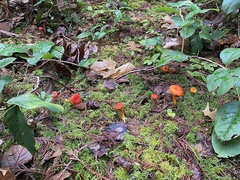 Hygrocybe marchii