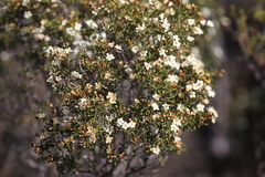 Phebalium tuberculosum