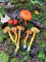 Hygrocybe marchii