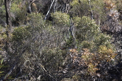 Phebalium tuberculosum