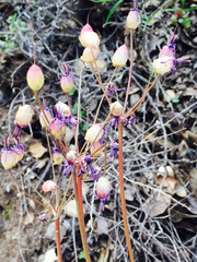 Dodecatheon