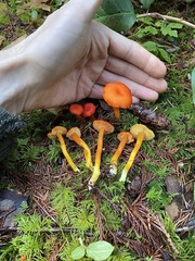 Hygrocybe marchii