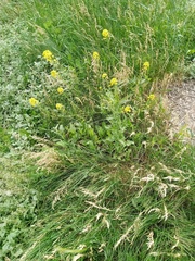 Sisymbrium loeselii