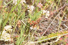 Polistes dorsalis californicus