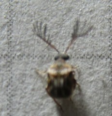 Megacerus cubiculus