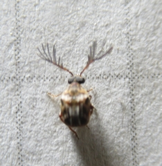 Megacerus cubiculus