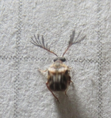 Megacerus cubiculus