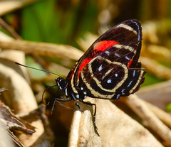 Callicore astarte selima