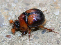 Bolbocerosoma farctum